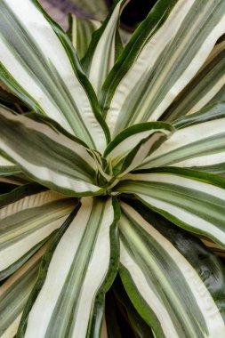 Yeşil vazo harika yaprakları ile güzel arka plan