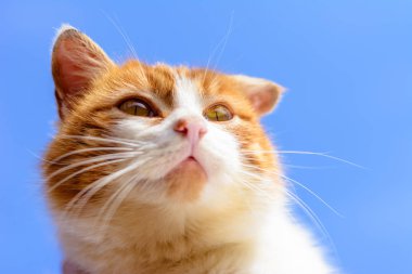 Sarı gözleri ile muhteşem bir kırmızı kedi bir mavi gökyüzü arka plan üzerinde Kapat