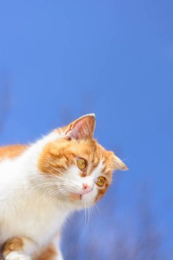 Sarı gözleri ile muhteşem bir kırmızı kedi yakın çekim bir mavi gökyüzü arka plan üzerinde 2018