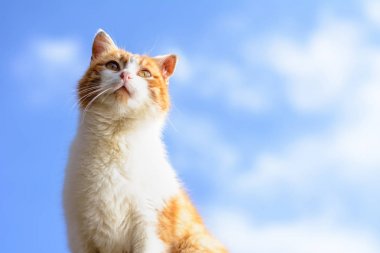 Sarı gözleri ile muhteşem bir kırmızı kedi yakın çekim bir mavi gökyüzü arka plan üzerinde 2018