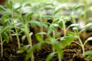 Arka plan siyah topraktan 2018 kahverengi topraklar üzerinde büyüleyici küçük domates fidesi