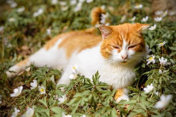 แมวส แดงท สวยงามพ อนในฤด ใบไม าดอกไม Anemones 2018 — ภาพถ่ายสต็อก