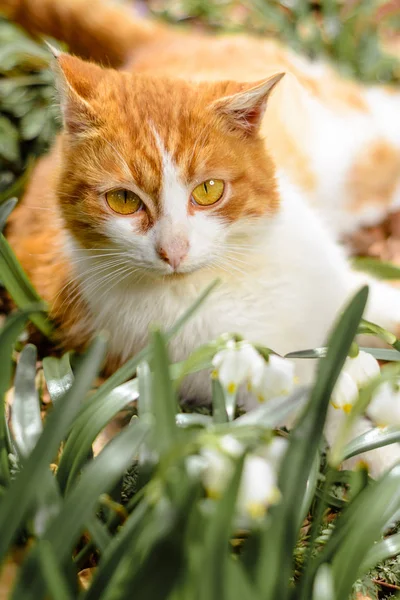 Bahar Orman Kar Kızakları 2018 Yakınındaki Güzel Bir Kırmızı Kedi — Stok fotoğraf