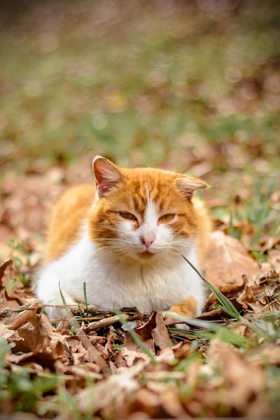 Amazing Red Cat Rested Lying Woods 2018 — Stock Photo, Image