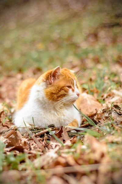 Erstaunliche Rote Katze Ruhte Wald Liegend 2018 — Stockfoto