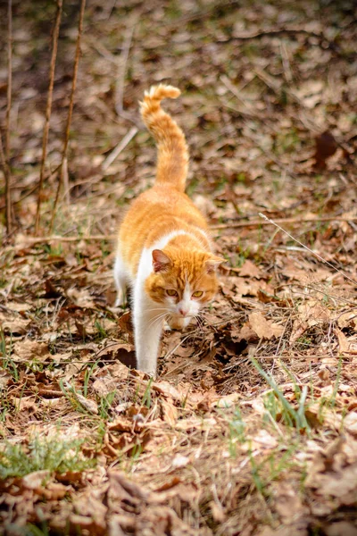 Красива Червона Кішка Полює Мишей Осінньому Лісі 2018 — стокове фото