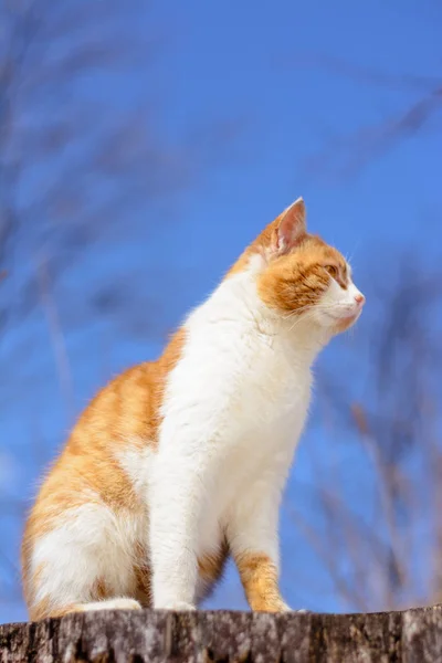 Bellissimo Gatto Rosso Seduto Nel Bosco Una Canapa Sullo Sfondo — Foto Stock