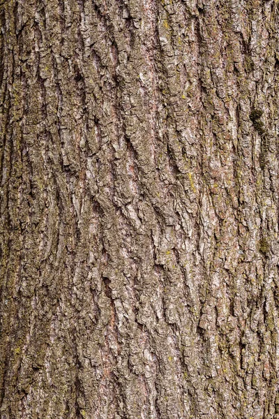 Uroczy Fakturę Kory Drzewa Piękne Lipy 2018 — Zdjęcie stockowe