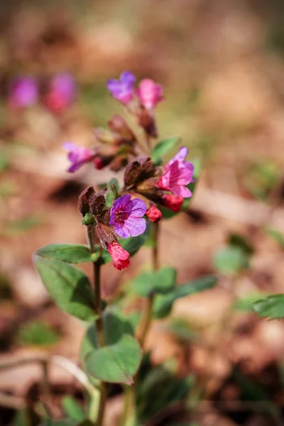 Bahar Bahçesinde Muhteşem Mor Kır Çiçeği Ilkel Yetişir — Stok fotoğraf