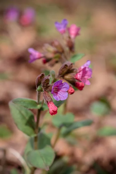 Die Prachtvolle Purpurfarbene Wildblume Der Urzeit Wächst Frühling Auf Dem — Stockfoto