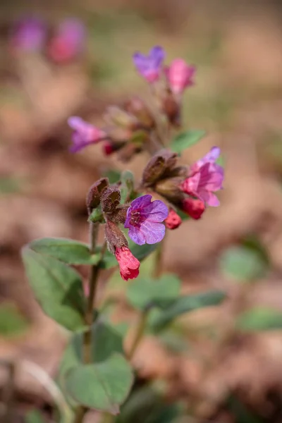 Magnifique Fleur Sauvage Pourpre Primitive Pousse Printemps Sur Pelouse — Photo