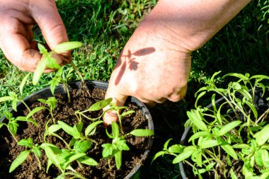 Genç domates bitkileri tencere açık alanda veya sera 2018 bitki hazırız