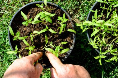 Genç domates bitkileri tencere açık alanda veya sera 2018 bitki hazırız