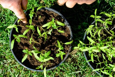 Genç domates bitkileri tencere açık alanda veya sera 2018 bitki hazırız