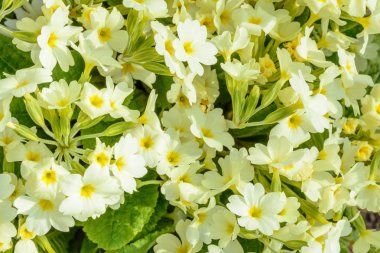 Bahar Çiçek Bahçe 2018 yılında sahne için astarlanmalıdır