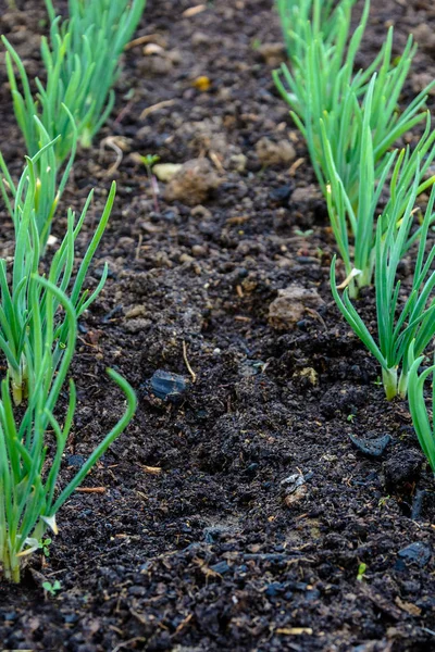 Grüne Junge Zwiebel Beet Und Gewächshaus Gepflanzt 2018 — Stockfoto