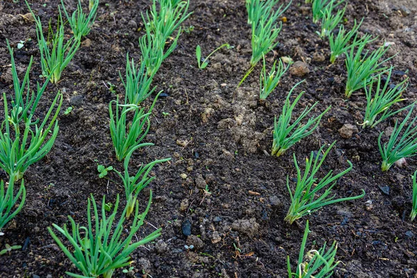 Groene Jonge Geplant Bed Serre 2018 — Stockfoto