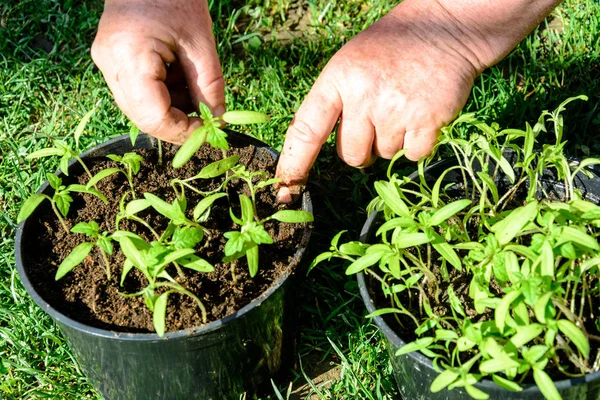 Jonge Tomatenplanten Potten Zijn Planten Open Grond Broeikasgassen 2018 Klaar — Stockfoto