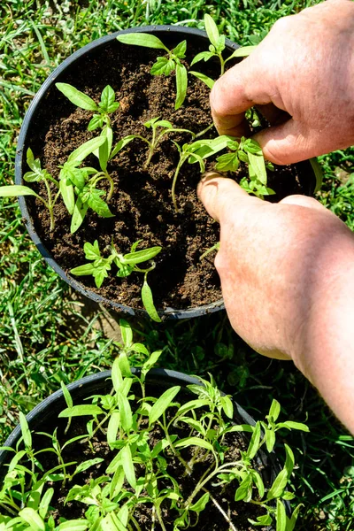 Pomidor Młodych Roślin Doniczkach Gotowe Posadzenia Otwartym Terenie Lub Cieplarnianych — Zdjęcie stockowe