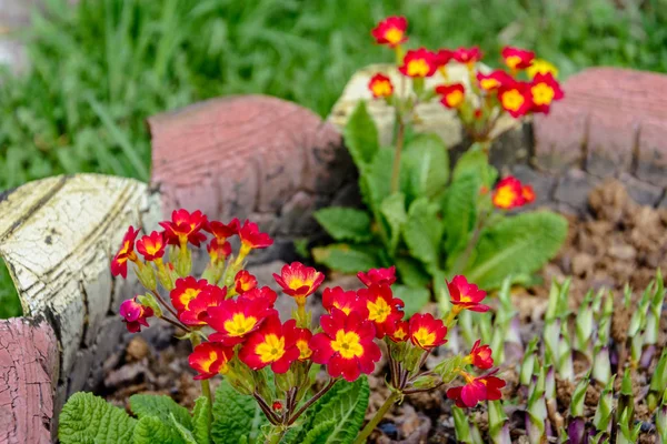 Kırmızı Çuha Çiçeği Bahar Güzel Kokulu Çiçek Doku 2018 — Stok fotoğraf