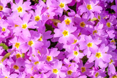 Güzel bir çiçek mor Menekşe vardır. Doku 2018.