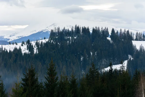 Inverno tranquilo esticado paisagem montanhosa e a cordilheira dos Cárpatos atrás . — Fotografia de Stock