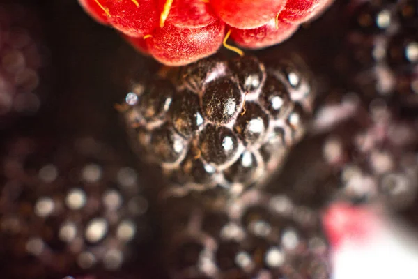 거무스름 한색 의정원 라즈베리. — 스톡 사진