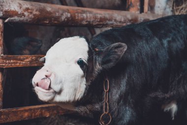 Kırsal ve siyah bir buzağı, yeni doğmuş bir hayvan..
