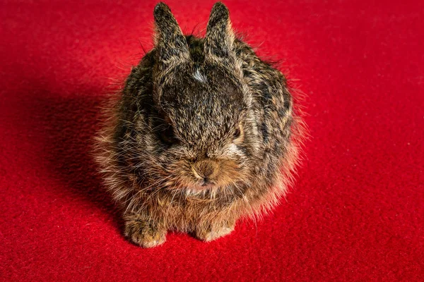 Grijs bos bunny nana op rode achtergrond, schattig en klein. — Stockfoto
