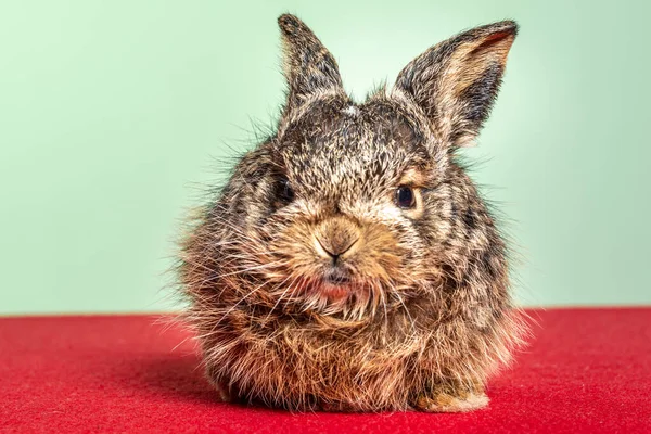 Malý a krásný divoký králík na červeném a zeleném pozadí. — Stock fotografie