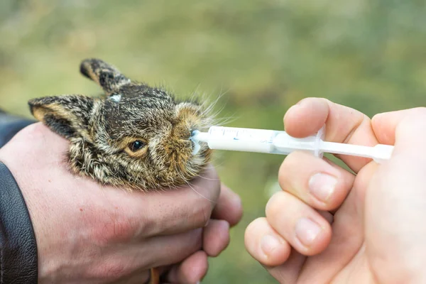Het kleine wilde konijntje wordt in de hand gehouden en gevoed met een spuit melk. — Stockfoto