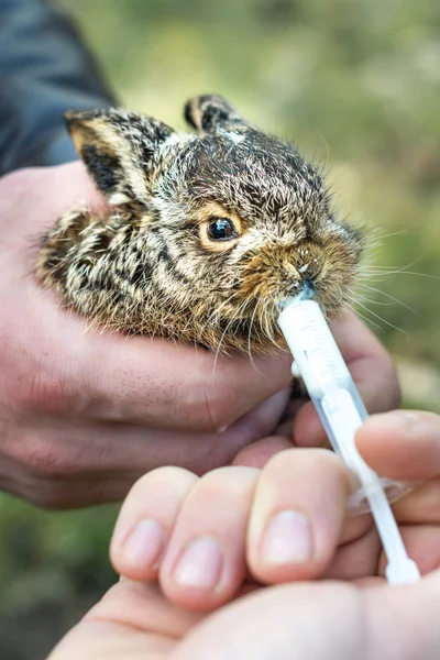 Der winzige Wildhase wird in der Hand gehalten und mit einer Spritze Milch gefüttert. — Stockfoto