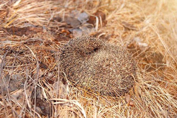 Hedgehog curled up in a ball of dry grass, a great young mammal.