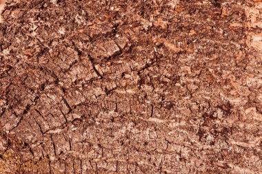 Yaşlı ağaç kabuğu, klasik güzel ahşap dokusu..