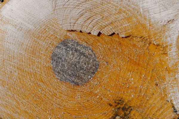 Okrągłe drewno niebarwione, klasyczna tekstura drewna. — Zdjęcie stockowe