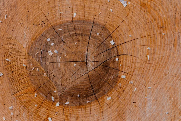 Madera redonda no coloreada, textura clásica de madera . — Foto de Stock