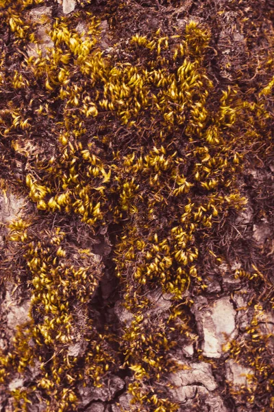Na casca da árvore cresce um dos muitos tipos de musgo, textura . — Fotografia de Stock