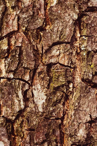 Vieil écorce d'arbre, belle texture de bois classique . — Photo