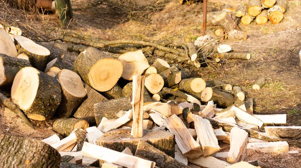 Велика купа дров і пеньків у лісі, збирання дров на зиму . — стокове фото