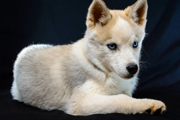 Cachorro husky marrón sobre fondo negro con ojos azules brillantes . — Foto de Stock