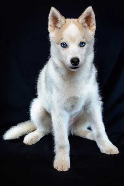 Marrone husky cucciolo su sfondo nero con occhi azzurri luminosi . — Foto Stock