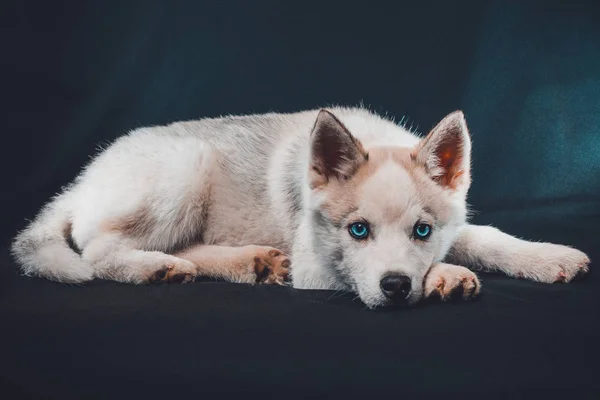 Piccolo husky grigio su sfondo nero da vicino . — Foto Stock