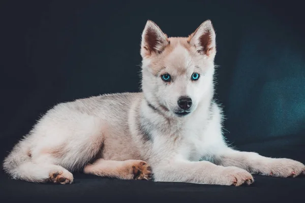 Pequeño husky gris sobre fondo negro de cerca . —  Fotos de Stock