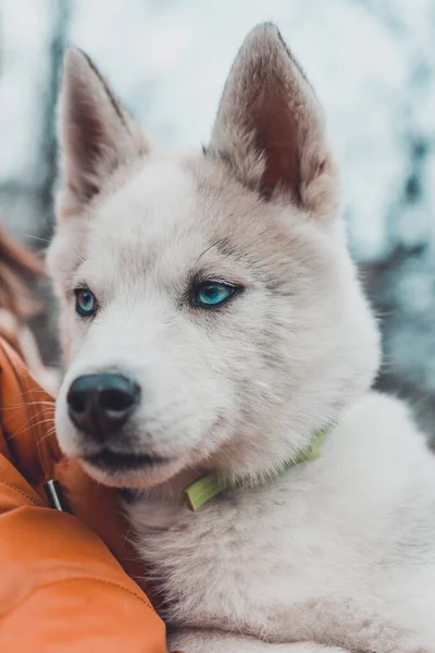 Szoros szájkosár kiskutyák husky kiskutya, barnás szürke. — Stock Fotó