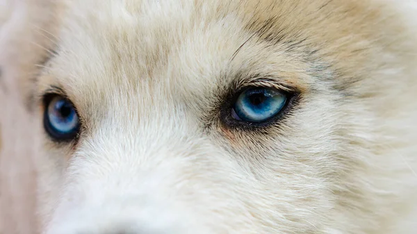 Fechar-se de filhotes de focinho de cachorro husky, cinza acastanhado . — Fotografia de Stock