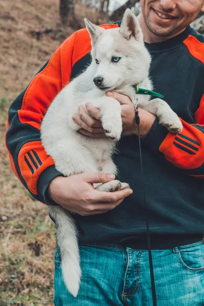 İri köpek, gri küçük köpek bir adamın ellerinde.. — Stok fotoğraf