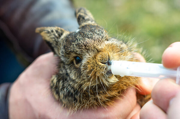 Маленький серый и дикий кролик пьет молоко из шприца
.