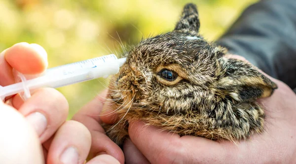 Een beetje grijs en wild konijntje drinkt melk uit een spuit. — Stockfoto