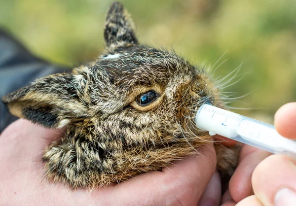 Un pequeño conejito gris y salvaje bebe leche de una jeringa . —  Fotos de Stock