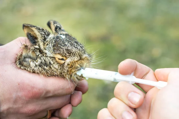 El pequeño conejito salvaje se sostiene en la mano y se alimenta con una jeringa de leche. . —  Fotos de Stock